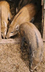 Young wild boar