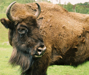 Buffallo