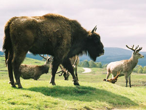 Buffalo and raindeer
