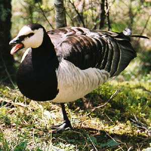 Goose