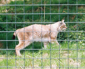 Lynx