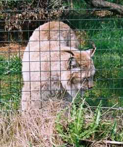 Lynx