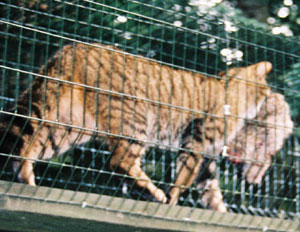 Wildcat
