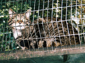 Pussy cat