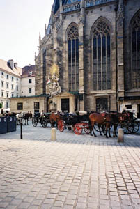Horses by St. Stephens cathedral